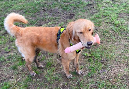 Cane con un sex toy in bocca